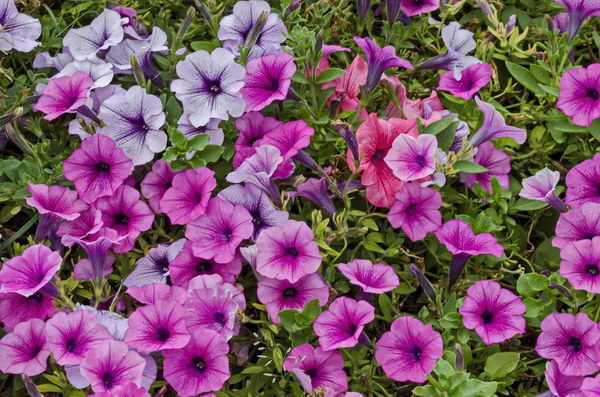 Stapel Roze Petunia Bloem Openbare Tuin Stad Delchevo Macedonië Europa — Stockfoto