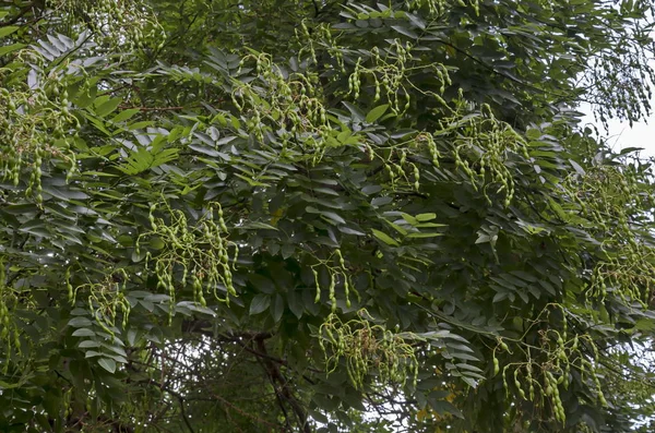 Vista Pagode Japonês Acacia Styphnolobium Japonicum Sophora Japonica Com Folhas — Fotografia de Stock