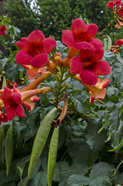 Röd Blomma Och Blad Trumpet Creeper Eller Campsis Radicans Träd — Stockfoto