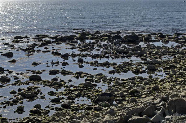 Морський Пейзаж Туман Ранок Чорного Моря Стадо Срібло Чайки Або — стокове фото