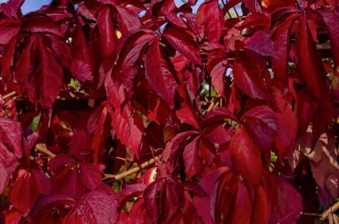 Nessebar antik şehirde Karadeniz kıyısında ağaç veya Mesembria, Bulgaristan, Avrupa doğal kökenli kırmızı sonbahar yaprakları yaprakları 