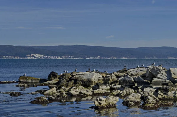 Krajina Ranní Mlhy Černého Moře Stříbrnou Racků Nebo Larus Argentatus — Stock fotografie