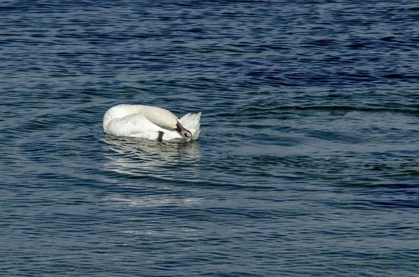 Cisne Branco Beleza Que Banha Cabeça Para Baixo Mar Negro — Fotografia de Stock