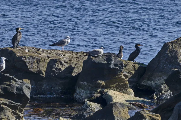 Paysage Marin Matin Brouillard Mer Noire Avec Troupeau Mouettes Argentées — Photo