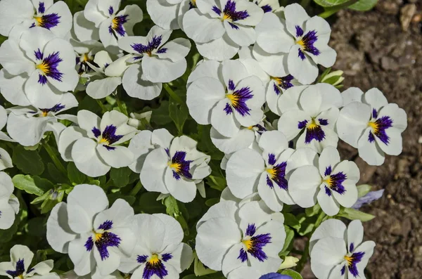 ヴィオラ Altaica や紫花パンジーの紫と白の色の混合 Pancharevo ソフィア ブルガリアで覆われています — ストック写真