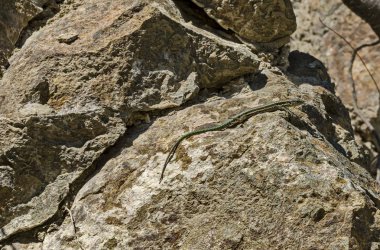 Kertenkele dinlenme kaya Lozen dağ, tatil köyü Pancharevo, Sofia, Bulgaristan   