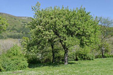 Bahar görünümü ile armut ağacı çiçeği ve bush, Plana dağ, Pancharevo, Sofia, Bulgaristan 