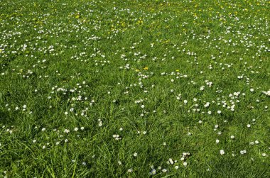 Bahar çayır beyaz papatya ve sarı karahindiba veya tarataxum officinale bloom, Lozen Dağı, tatil köyü Pancharevo, Sofia, Bulgaristan 