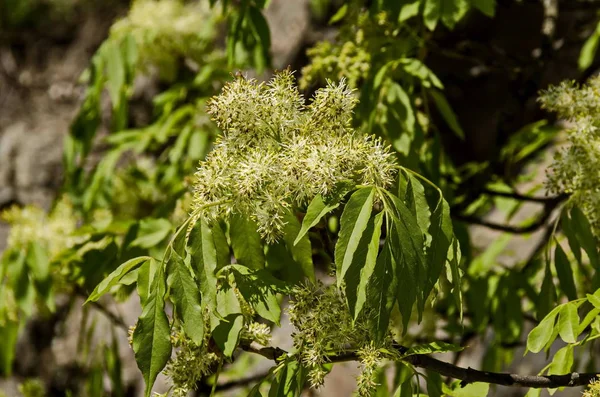 Closeup Ιαπωνικό Δέντρο Λιλά Συρίνα Reticulata Δέντρο Γεμάτο Λουλούδια Την — Φωτογραφία Αρχείου