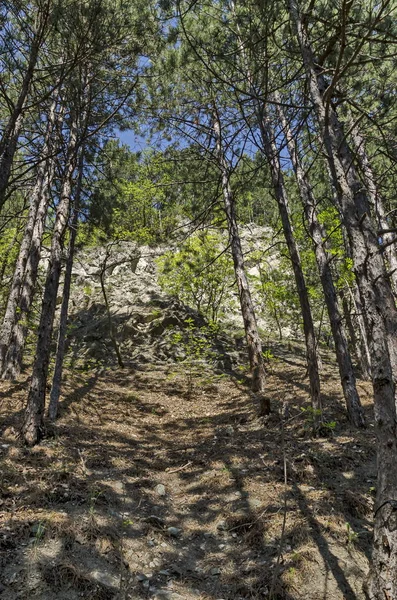 Άνοιξη Δάσος Στο Βουνό Lozen Πεύκο Δέντρο Και Θάμνος Περιβαλλοντικές — Φωτογραφία Αρχείου
