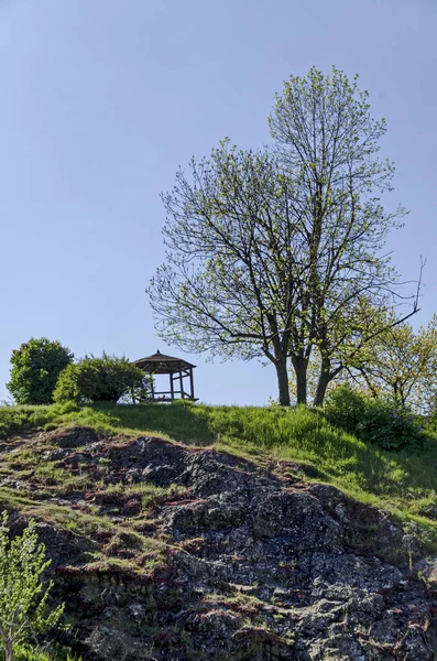 Vista Primaverile Con Albero Alcova Tregua Nella Radura Cima Pendio — Foto Stock