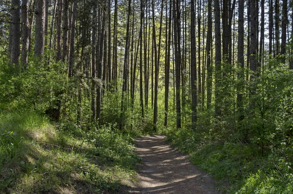 Springtime Skog Berget Lozen Med Pine Tree Och Bush Pancharevo — Stockfoto