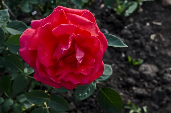 Photo Red Rose Bush Bloom Flower Greeting Natural Park Zaimov — Stock Photo, Image