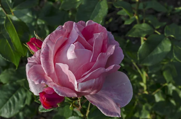 Foto Von Rosa Rosenstrauch Blüte Blume Und Knospe Zur Begrüßung — Stockfoto