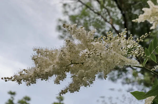 Ramo Lilás Árvore Japonesa Syringa Reticulata Com Flor Branca Fechar — Fotografia de Stock