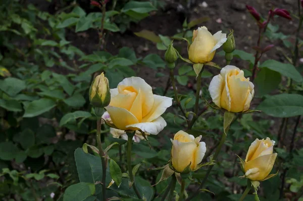 Foto Rosa Amarela Arbusto Flor Flor Para Saudação Parque Natural — Fotografia de Stock
