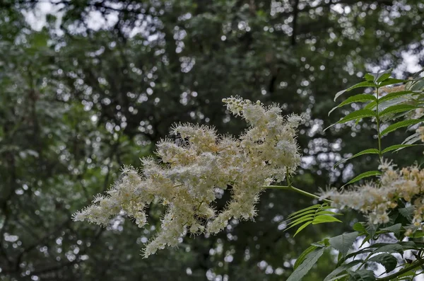 Gałąź Japońskie Drzewo Fioletowy Lub Syringa Reticulata Białym Nalotem Bliska — Zdjęcie stockowe