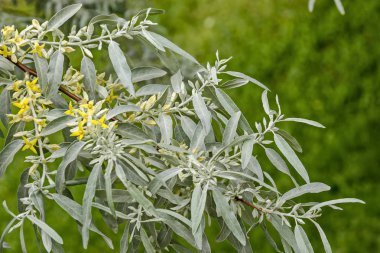 Beyaz söğüt veya Salix alba ağaç closeup bahçesinde, Sofya, Bulgaristan ile taze çiçek şube  