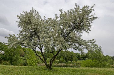 Bahar küçük beyaz söğüt veya bir kıyı Gölü Salix alba ağacı çiçekli bir bölgeye Drujba, Sofia, Bulgaristan 