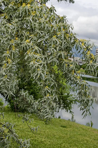Bahar küçük beyaz söğüt veya bir kıyı Gölü Salix alba ağacı çiçekli bir bölgeye Drujba, Sofia, Bulgaristan 