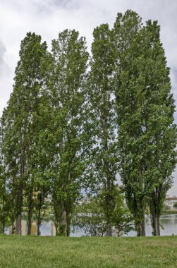Bahar yeşil bir güzellik kavak ya da kavak ve Gölü yerleşim bölgesinde Drujba, Sofia, Bulgaristan 