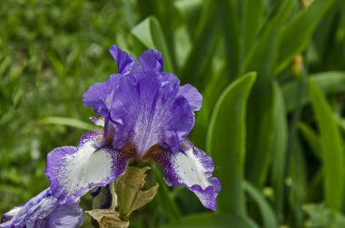 Görünüm alacalı Eflatun ve beyaz Iris çiçek çiçeklenme ilkbahar, Sofia, Bulgaristan  