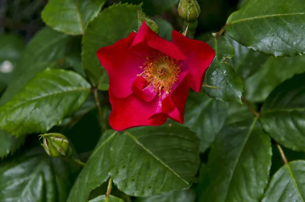 Buisson Avec Fleur Fraîche Rose Rouge Ronce Sauvage Rosa Canina — Photo