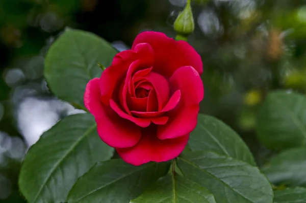Świeży Kwiat Czerwony Róża Kwiat Ogrodzie Dzielnicy Drujba Sofia Bułgaria — Zdjęcie stockowe