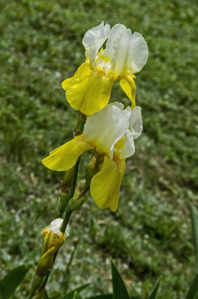 Vista Flor Íris Branca Amarela Variegada Florescendo Primavera Sofia Bulgária — Fotografia de Stock
