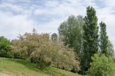 Bahar bir taze yeşil ağaçlar ve çayır yerleşim bölgesinde Drujba, Sofia, Bulgaristan 