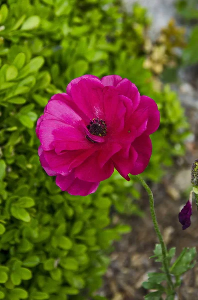 Fresh Glade Rose Poppy Papaver Flower Green Spider Garden Residential — Stock Photo, Image