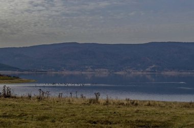 Batak Baraj Gölü kıyı sonbahar glade, orman, hill Rodop Dağları ve yüzme ve su, Bulgaristan uçan sürü kuşlar adlı görünümünü 