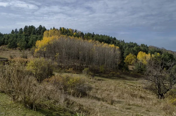 Niesamowity Widok Jesienny Glade Wzgórza Las Drzew Liściastych Iglastych Wokół — Zdjęcie stockowe