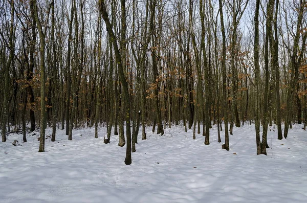 Vista Fresca Della Foresta Decidua Innevata Inverno Vicino Alla Città — Foto Stock