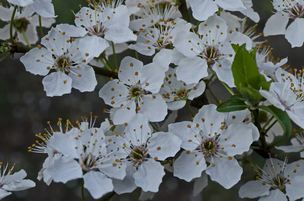 Branch Fresh Bloom Plum Tree Prunus Domestica Flower Park Sofia — Stock Photo, Image