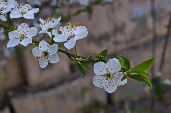 Branch Fresh Bloom Plum Tree Prunus Domestica Flower Park Sofia — Stock Photo, Image