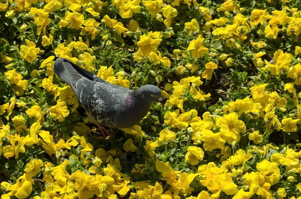 春の自然の背景は ソフィア ブルガリアで香り高い黄色のパンジーやヴィオラAltaicaとピジョン 鳩やコロンバのリビアを開花 — ストック写真