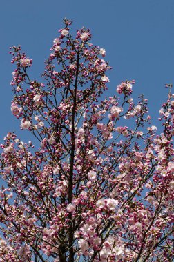 Blossom Japon kiraz Şubesi, arka plan için güzel bahar çiçekleri, Sofya, Bulgaristan 