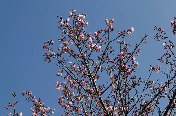 Blossom Japanese Cherry Branch Beautiful Spring Flowers Background Sofia Bulgaria — Stock Photo, Image