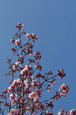 Blossom Japon kiraz Şubesi, arka plan için güzel bahar çiçekleri, Sofya, Bulgaristan  