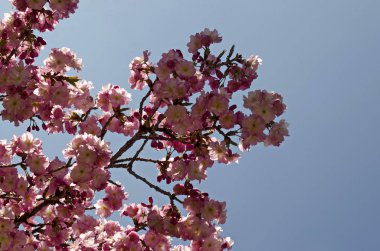 Blossom Japon kiraz Şubesi, arka plan için güzel bahar çiçekleri, Sofya, Bulgaristan  