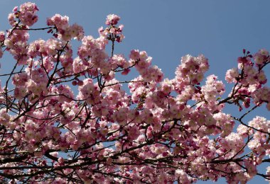 Blossom Japon kiraz Şubesi, arka plan için güzel bahar çiçekleri, Sofya, Bulgaristan  