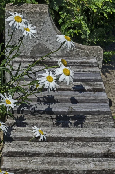 Schönheit Blüte Des Weißen Gänseblümchens Oder Margerite Blume Klostergarten Berg — Stockfoto