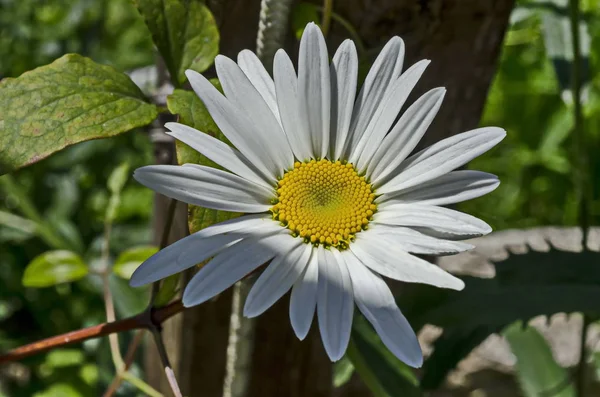 Květ Krásy Bílé Sedmikrásky Nebo Margueritové Květiny Klášterní Zahradě Hora — Stock fotografie