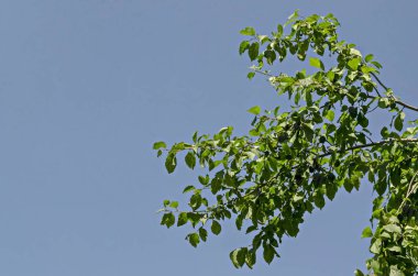 Şube taze olgun erik meyve veya mavi erik güneşli bir günde manastır avluda büyüyen, dağ Balkan, Varshets kasaba, Bulgaristan, Avrupa yakınında