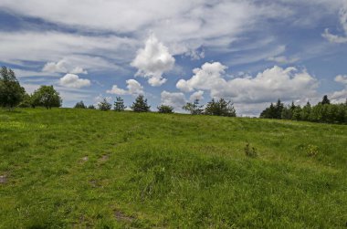 Görkemli iğne yapraklı ve yaprak döken yeni orman, plana dağ, Bulgaristan farklı çim ve çiçek kır çiçeği ile taze glade  