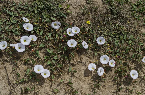 Bindweed Calystegia Sepium Flor Convolvulus Sepium Color Blanco Rosa Montaña —  Fotos de Stock