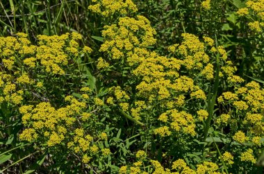 Lozen Dağı 'nda Glade çiçekli altın kayalık Alyssum sarı çiçek, Bulgaristan 