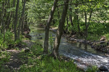 agnetic landscape of summer nature, green deciduous forest and river Iskar  in the Lozen mountain, Bulgaria, Europe  