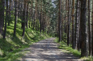 Ekolojik yolu ile yaz güneşli orman çam ağaçları, Vitosha dağ, Bulgaristan 